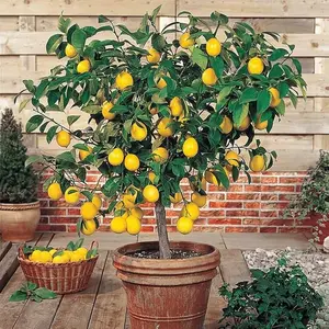 30PCS Perfume Lemon Seeds for Planting, Non-GMO Heirloom Citrus Seeds, Grow Fragrant Lemon Fruit-Bearing Tree or Bonsai for Home Garden