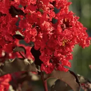 Green River 20 Red Crape Myrtle Seeds - Crape Myrtle Flower Seed Pack, Heat-Resistant Foliage, Summer Ornamental Garden Accent, Perennial Tree for Vibrant Landscapes