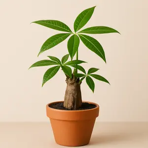 Money Tree Stump  4" – Braided Pachira Aquatica, Symbol of Good Luck & Prosperity