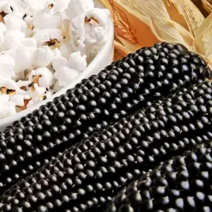 TomorrowSeeds - Dakota Black Popcorn Seeds -  Ornamental Maize Native American Indian Hopi Blue Purple Pop Corn Vegetable Seed For 2024 Season