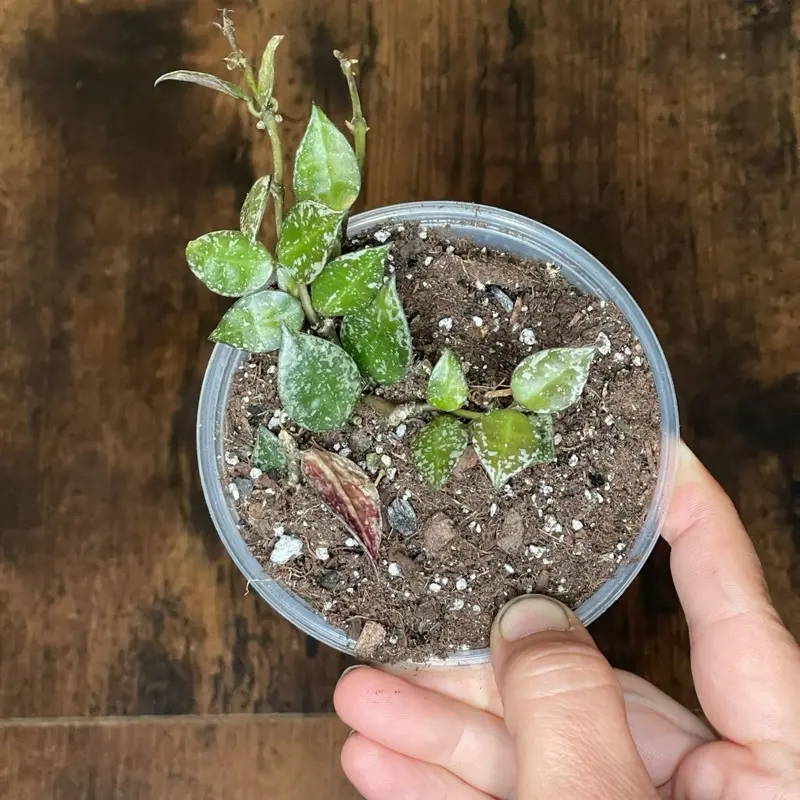 Hoya krohniana ‘Silver Splash’ | Established Plant | 4” Nursery Pot