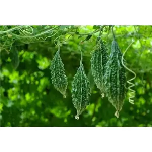 10 Indian Babe Short Bitter Melon Seeds for Planting - Non-GMO Heirloom, Easy to Grow Vegetable Seeds, Non-GMO Heirloom