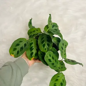 6” green maranta prayer