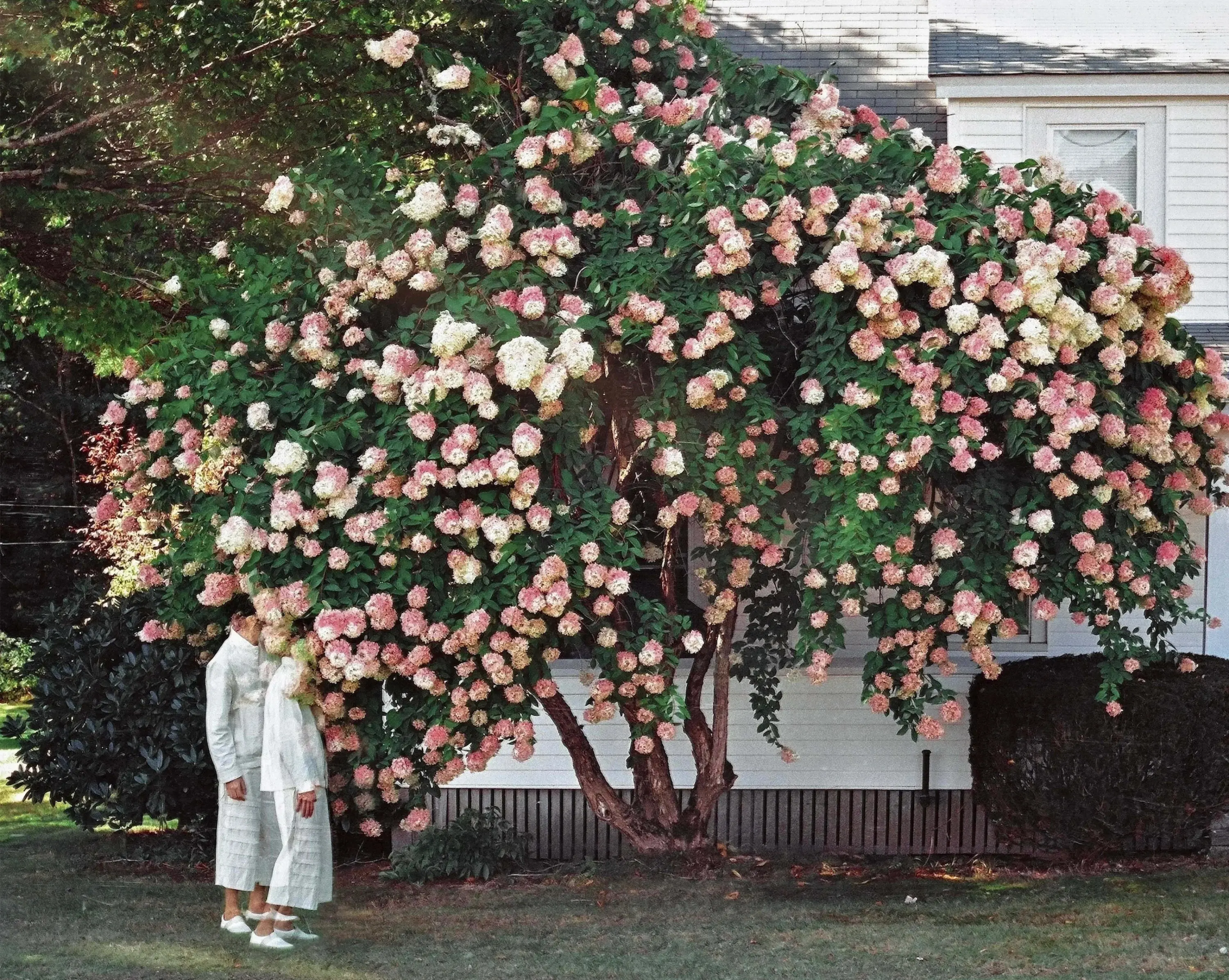 Pink Flower Bush by Matin Zad