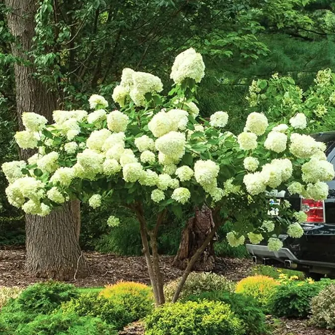 Lime Hydrangea Plant Live for Planting - Hydrangea Live Shrub for Planting - In Quart Pot - 6-12inches Tall - No Ship To AK, HI and P.R.