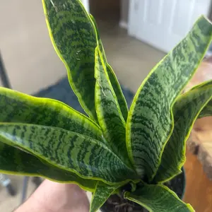 Sansevieria Laurentii Snake Plant