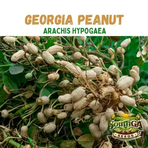 Bailey Peanut Seeds (Arachis hypogaea)