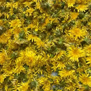 Simple Dandelion Salve- 2oz., wildcrafted and organic