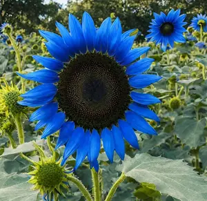 50Pcs Rare Midnight Oil Blue Sunflower Seeds – Grow Unique Deep Blue Sunflowers for Garden Beds, Pots & Landscaping! Eye-Catching, Easy-to-Grow Blooms Perfect for DIY Gardening, Gifts & Outdoor Decor