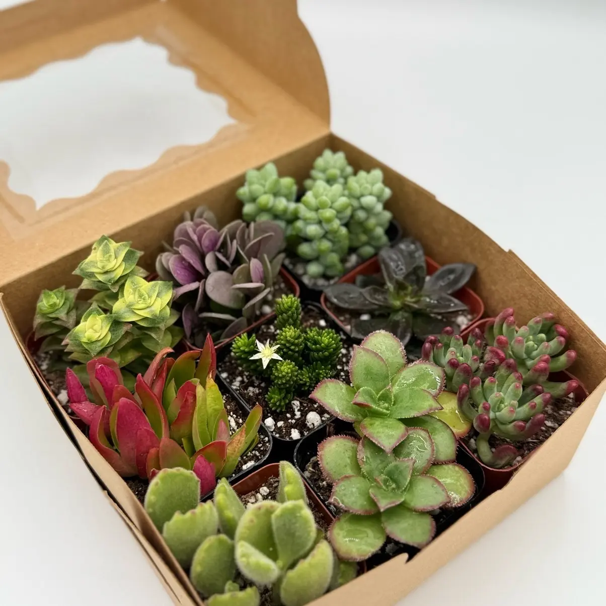 Colorful 9 Pack Succulents Variety Pack