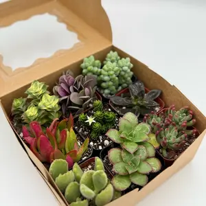 Colorful 9 Pack Succulents Variety Pack