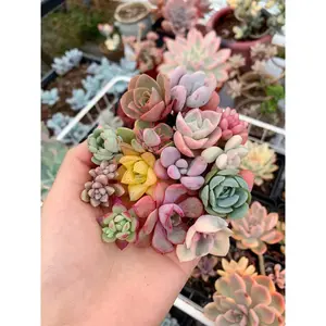 succulent/cactus cuttings-Rare Succulents 12/15/24/30 pieces, mixed DIY rare live succulent plant cuttings, 1-1.5 inches random mysterious bulk succulent plants, no roots, no pots, no soil, garden indoor office desk decoration