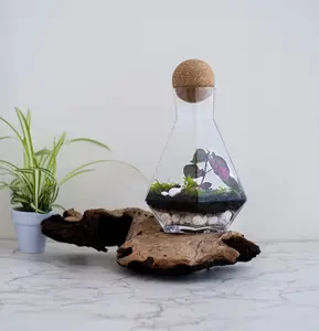 Geometric Terrarium Kit with live moss and terrarium plant, terrarium containers, bioactive terrarium glass jar w/ cork