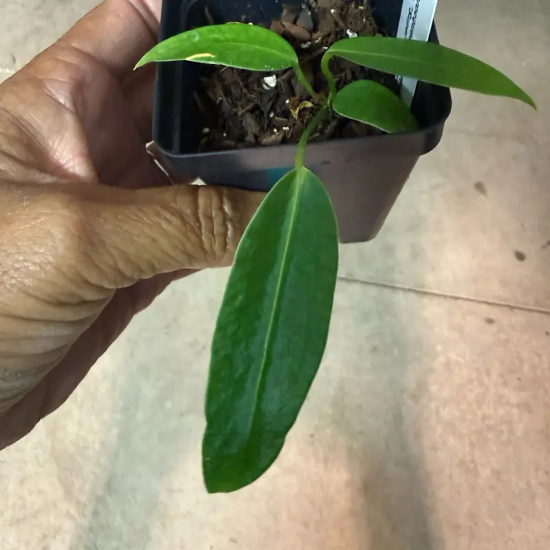 Anthurium  Warocqueanum “Queen” dark and narrow