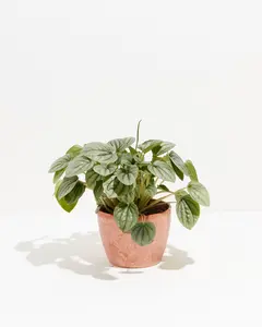 Peperomia Frost