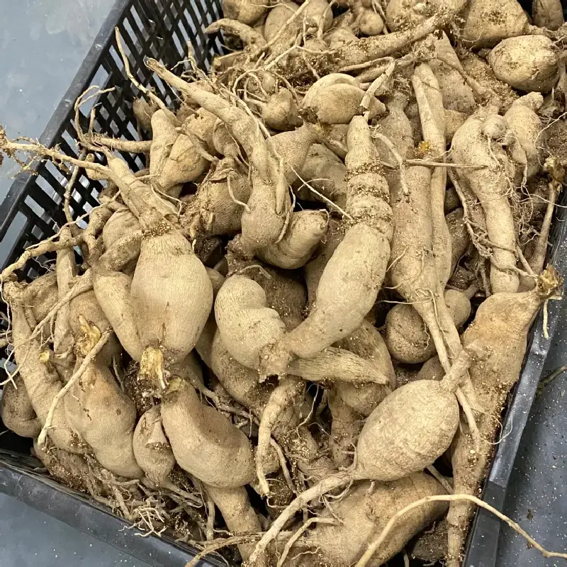 Grow Stunning Café au Lait Dahlias From Tubers! Easy To Plant