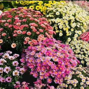 Natural Pest Control: 300pcs Pyrethrum Daisy Seeds, Mixed Colors,Non-GMO, Easy to Grow, Year-Round Blooms