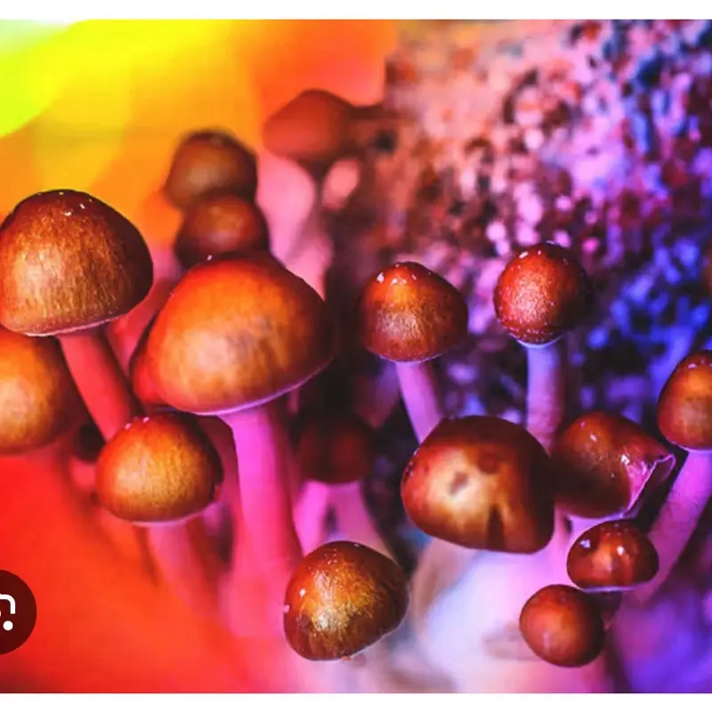 Mushrooms