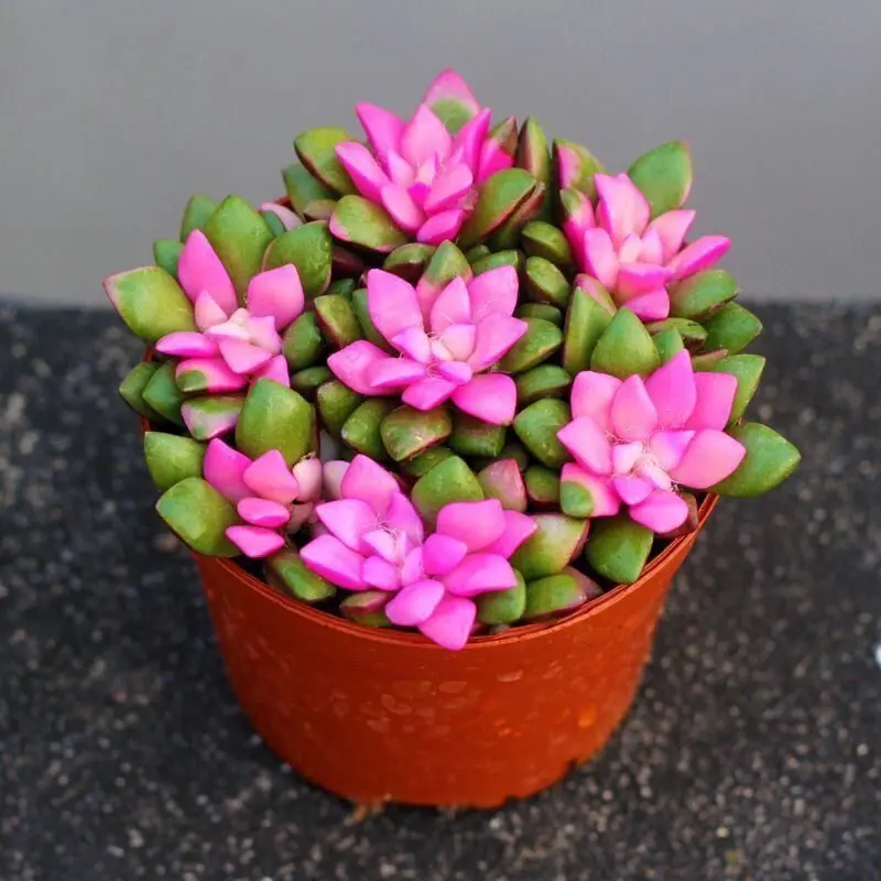 Sunrise Succulent Live Plant, Anacampseros Rufescens Variegata, 2 Inch Potted Rosette Indoor Decor