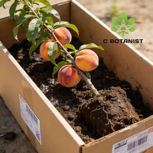 Premium Peach Tree Seedlings, bred from elite varieties, feature strong roots, uniform vigor and stable fruiting traits. Ideal for home gardening, potting, backyard orchards and landscaping. Combining decorative and edible value, they produce fresh, sweet