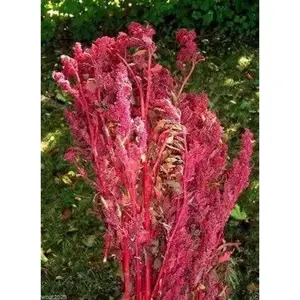 Red Aztec Spinach/Huauzontle -(C. berlandieri) Grown for Grains,Micro-green,Leaf