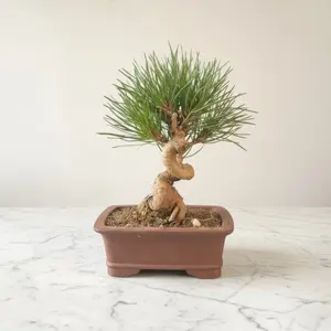 Long-Needle Japanese Black Pine Bonsai – Twisted Trunk Design, Handcrafted Evergreen Mini Tree for Home & Office Zen Décor