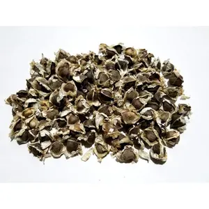 50Pcs Moringa Oleifera Tree Seeds – High Germination Rate, Perfect for Tropical & Subtropical Climates