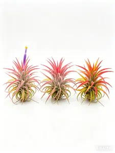 Live Tillandsia Ionantha Air Plant - Soilless, Low-Maintenance Tropical Gardening Option, Vibrant Tropical Pick for Home Office Desk Decor, Gift (Home Improvement, Garden Supplies, Cacti & Succulents), Tropical Gardening Plant, Vibrant Tropical Plants