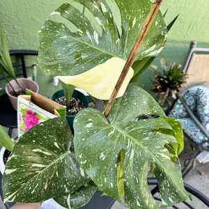 review image 6