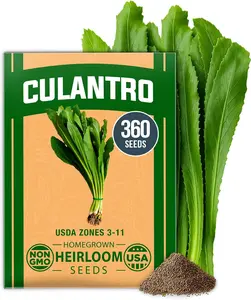 Home Grown Heirloom Eryngium Foetidum Culantro Seeds - 360 Decorative Seeds, Heat-Resistant Slow-Bolting Cilantro Substitute, Rich in Bioactive Compounds, Versatile Growing Zones, Robust Flavor for Home Herb Gardens