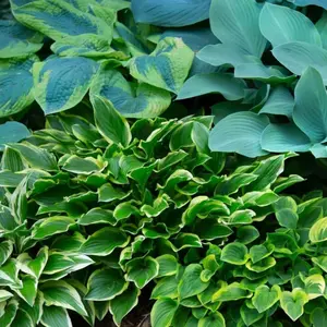 CZ GRAIN 6 Pack Mixed Hosta Root Value Bag Vibrant Variety for Beautiful Perennial Gardens Shade or Part Sun Loving Low Maintenance Easy to Grow Cool Bonsai