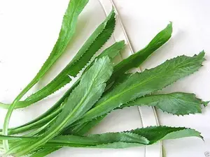 Culantro Sawtooth Herb Recao Ngo Gai Vegetable Herb Seeds, 3 Pack x 4000 Seeds, Fast Germination for Indoor, Outdoor Balcony Use