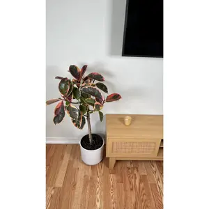 10” Ficus Ruby 4 Feet Tall