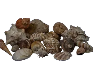Sea Shells 1/2 Pound Assorted Lot (Small)