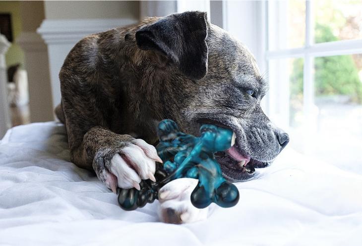 Power Chewer Dog Toy – Tough Nylon Chew Toy for Aggressive Chewers, Helps Stop Destructive Chewing & Keeps Dogs Busy