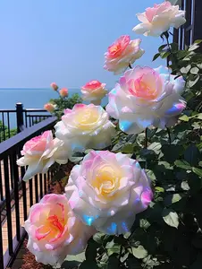 Hybrid Rose Seeds Mixed Color Flower Rare Rose200 Seeds for All Seasons Garden Planting Home Gardening