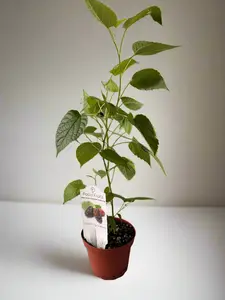 Two Pack of Dwarf Patio Fruit Everbearing Mulberry Bush - Live Mulberry Plant - Morus Nigra - Dwarf Mulberry - Zones 5 - 10 - Easy Care - Container Growing