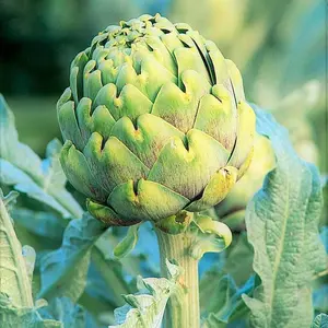 TomorrowSeeds - Green Globe Artichoke Seeds -  Cynara Scolymus Italian Artichokes Perennial Cardoon Flower Vegetable Seed Non GMO 2024 Season