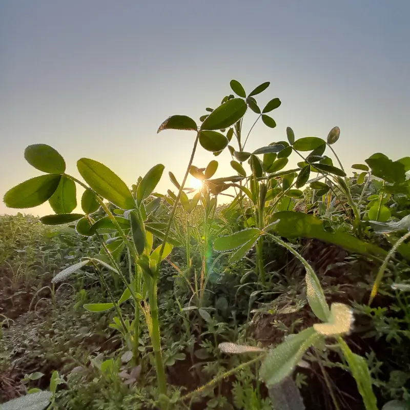 Alfalfa Food Plot Seeds (Medicago sativa) High-protein perennial legume ideal for deer, turkey, and livestock