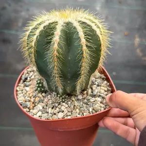 Balloon cactus 6 inch pot