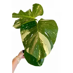5” Monstera Thai Constellation