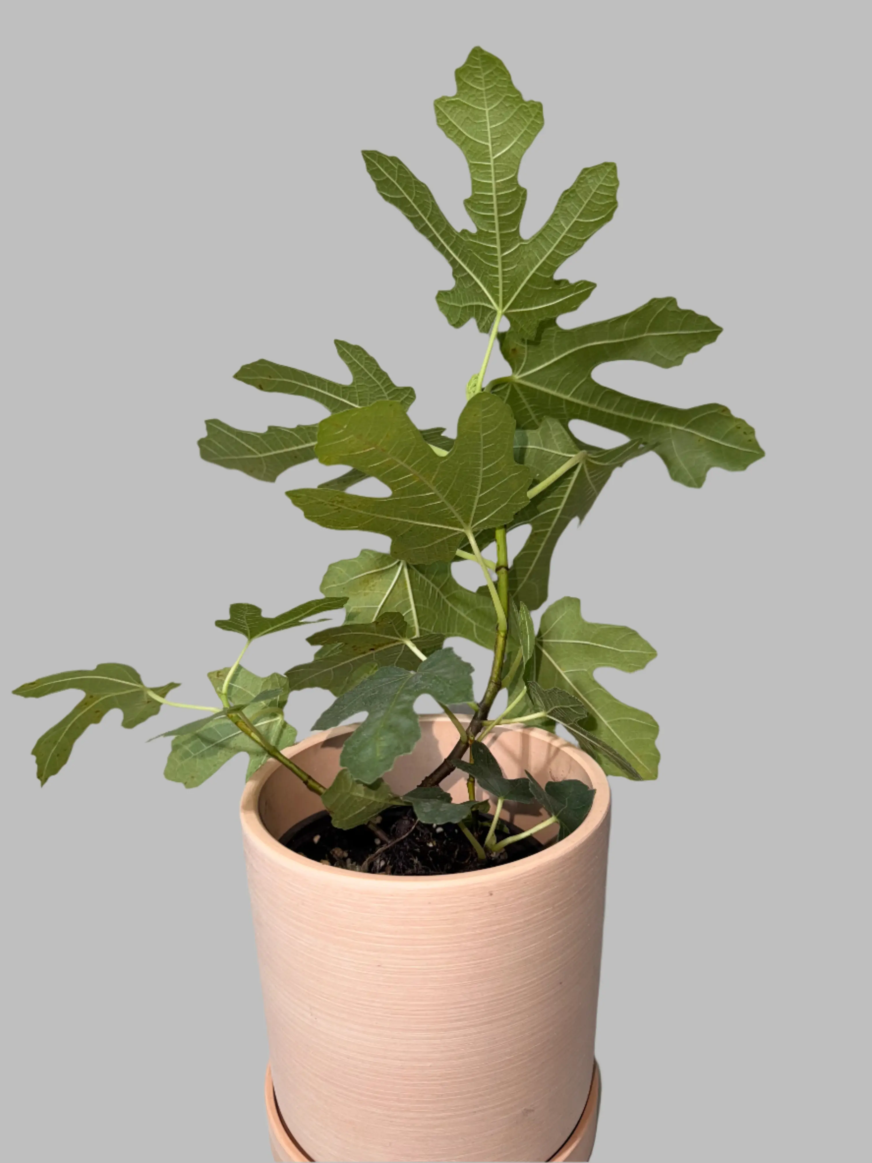 Chicago Hardy Fig Tree - Ficus carica, Cold Hardy for Zones 6-10, Low-Maintenance Grow Fruit, Self-Pollinating Small Potted Compact Fruit Tree for Organic Container Gardening, Low-Maintenance Fruit