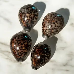 4-Piece Natural Decorative Shells Black and White Tones