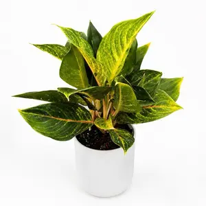 Aglaonema Green papaya 6" Pot Chinese Evergreen Variegated Green & White Leaves Easy Care Beginner Friendly Houseplant United States Origin