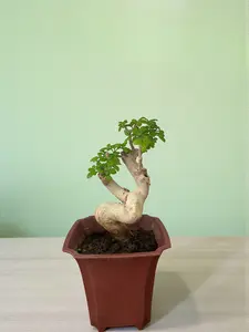 Unique Old Stump Ash Bonsai Tree with Pot–10Year Old Bonsai with Thick Trunk,Gift for Indoors Outdoors Home Garden Decoration,Green Plant Lover