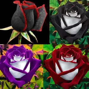 300+ Rare Rose Seeds for Planting - Rare Multi Colorful Rainbow Rose Flower Seeds