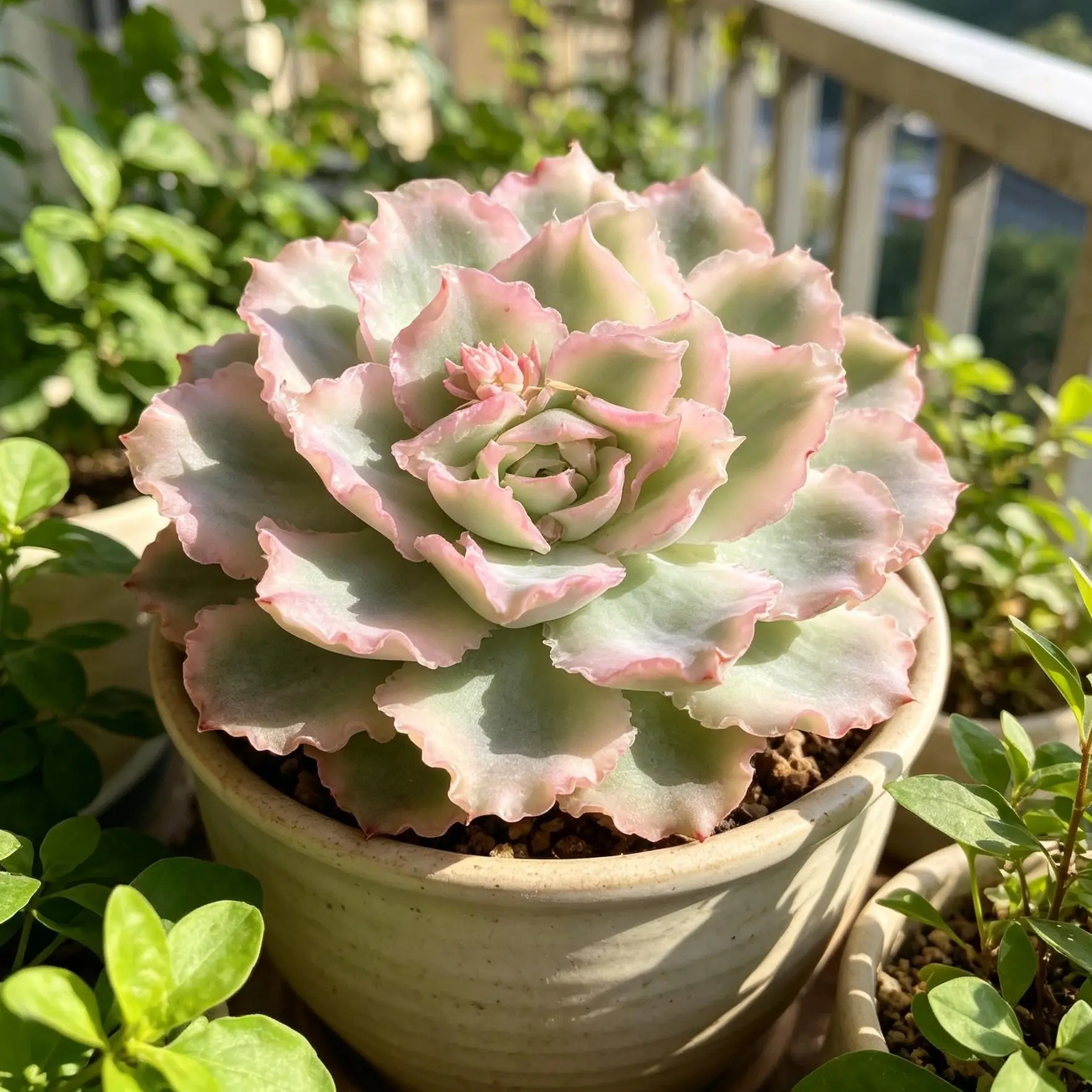 Echeveria ‘Purple Butterfly’ Variegata Live Succulent｜Rare Variegated Succulent｜Vibrant Purple｜Bare Root｜Easy Care｜Home Deco