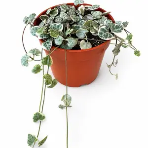 Variegated String of hearts 4’Potted