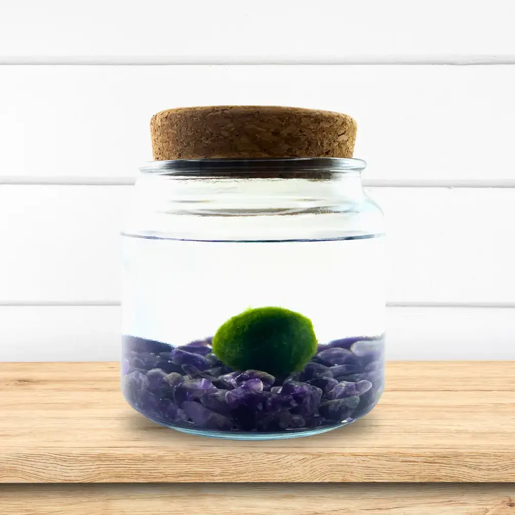 Large Moss Ball Terrarium with Amethyst Crystals, 4" Height, 4" Diameter, 1 lb, Glass Container Jar, Plant Pet Decorations, Made in USA, Zebra Mussel-Free