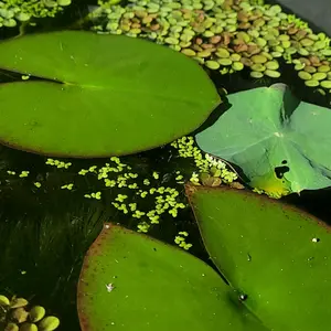 Magnificent Hardy White Water Lily (LIVE Tuber Flowering--=%2=- Plant=%2=-- for Aquarium or Pond) plants--=%2=- aquatic=%2=----=%2=- plant=%2=-- aquatic house plant aquarium plant fish tank